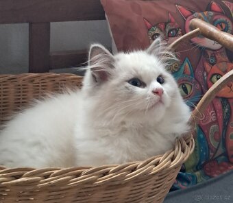 Kocourek ragdoll s PP, REZERVACE - 5