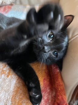 Kotě mainské mývalí - 5