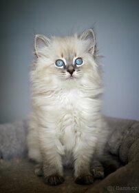 Sibiřská kočka - Něvská Maškaráda s PP - 5