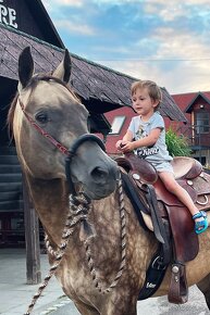 Připouštění AQH Hollywood Buckskin - 5