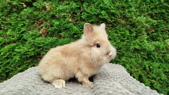 Zakrslý králík, králíček -(lvíček)-TESSIE - 5