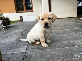 Štěňata Labradora bez PP - 5