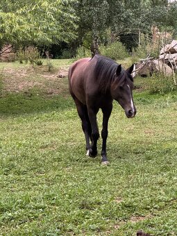 3,5letá klisna WPBR - 5