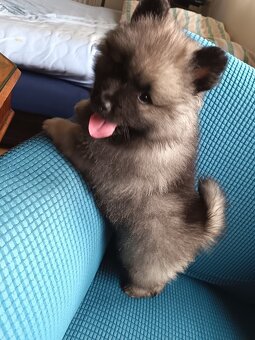 Německý vlčí špic (keeshond) - štěńátka s PP - 5