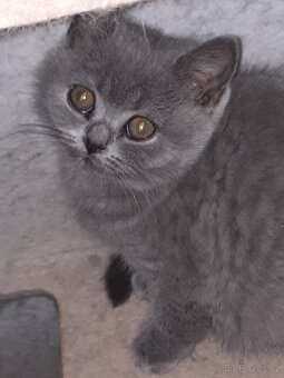 Nabízím čistokrevná britská koťata bez PP - 5