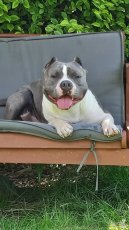 American Bully krytí - 5