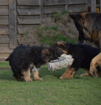 Německý ovčák s PP - 5