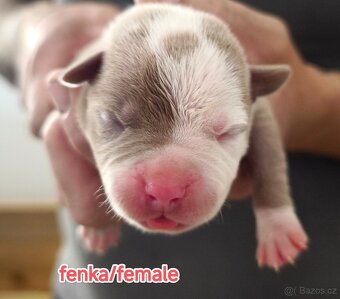 American Bully XL originální původní krev rodokmen ABKC USA - 5