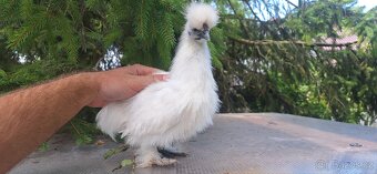 Hedvábnička zdrobnělá bezvousá kohout - 5