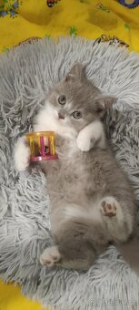 Britská koťátka - 5