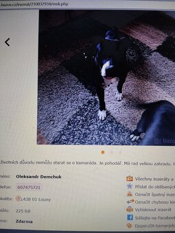 Pozor Pitbulové, kteří jsou útoční - 5