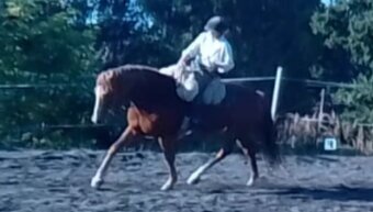 Vycvičený mladý valach - 5