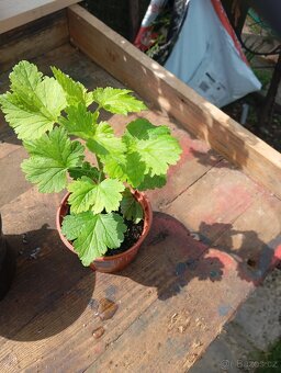 Prodám přebytky rostlin - 5