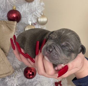 American bully štěňátka - 5