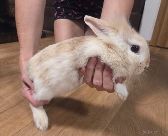 Zakrslý králík - 5