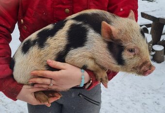 Gottingenské miniprasatko - 5