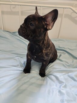 Francouzský buldoček - 5