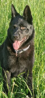 Německý ovčák -krytí - celočerný - 5