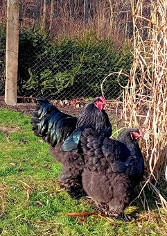 Brahmanka velká - násadbová vajíčka - 5