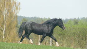 Welsh pony of cob type - připouštění - 5