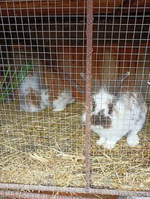 Zakrslý králík - 5