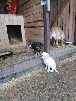 Štěňata labrador - 5