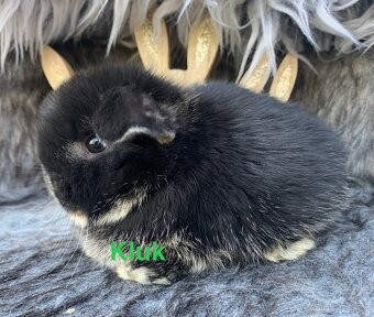 ❤️❤️Minilop Kralicek Beránek mimi - 5