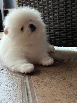 Štěňátko Pomeranian s PP (FCI) - 5