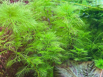 Akvarijní rostliny Mix - 5
