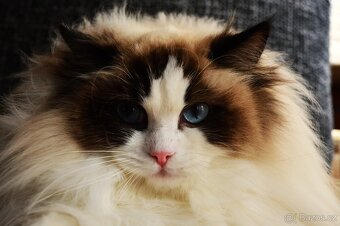 Dospělá kastrovaná kočička Ragdoll s Pp - 5