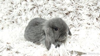 Zakrslý beránek, králíček, králík - KVIDO - 5