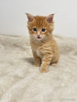 Mainská mývalí Bez PP - 5