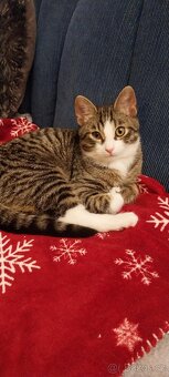 Hledá se domov pro nalezeného kocourka - 5