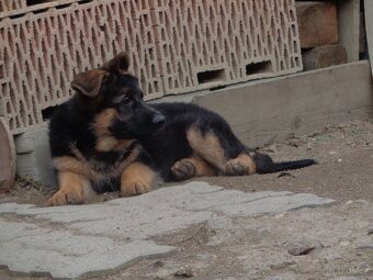 Německý ovčák - 5