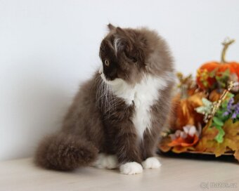 Britská dlouhosrstá koťátka s PP - 5