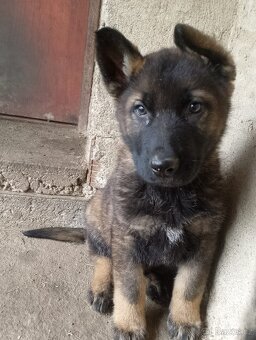 Německý ovčák - 5