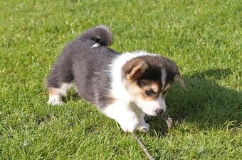 Welsh corgi pembroke s PP - 5