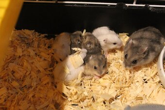 Křeček džungarský mláďata - 5