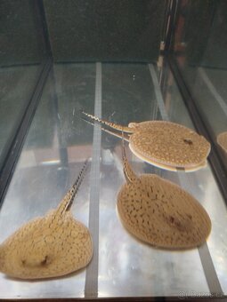 Potamotrygon scobina -rejnok - 5