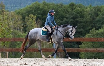 4 letá klisna do vyššího sportu Cornet de Lux - 5