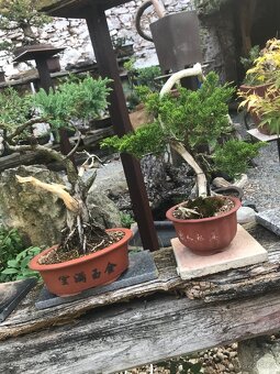 Bonsaj Bonsai - 5