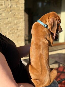 Rhodesian ridgeback - štěňátko s PP - 5