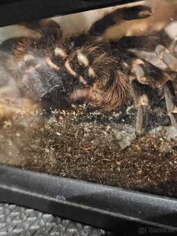 Acanthoscurria geniculata - 5