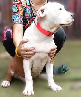 Americký stafordšírský teriér št. pejska s PP k odběru - 5