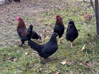 Zakrslé slepičky a kohouti - 5