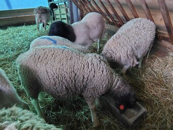 prodám berana Dorper, Suffolk - 5