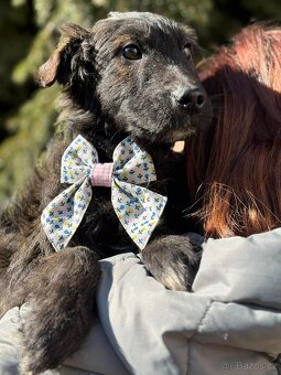 VILKO - chlapeček, štěně 7 měsíců - 5