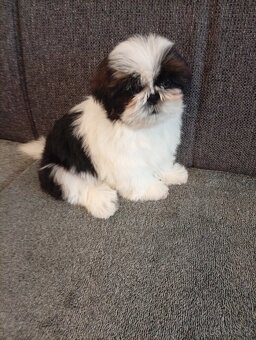 SHIH-TZU - 5