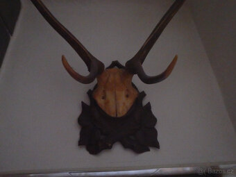 2x JELENÍ PAROHY - 5