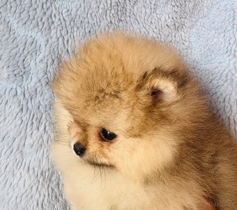 Pomeranian s PP - 5